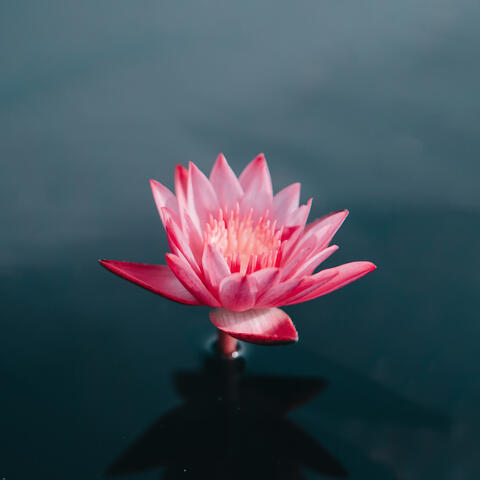 Morning Meditation
