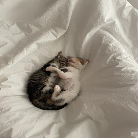 고양인 야옹야옹