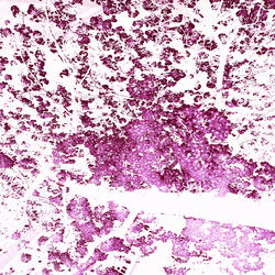 Cherry Blossom Night