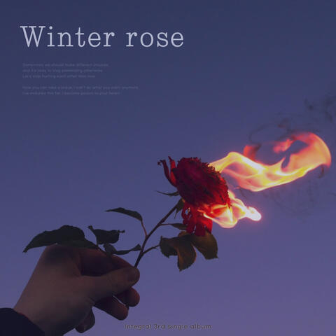 Winter Rose