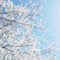 봄아 와라 ! (prod. 4lexf)