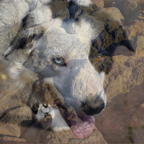 MoNanDol X Border Collie : Rap Addicts