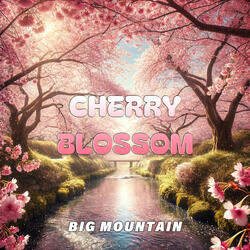 Cherry blossoms