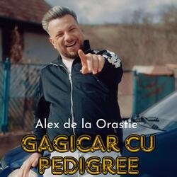 Gagicar cu pedigree