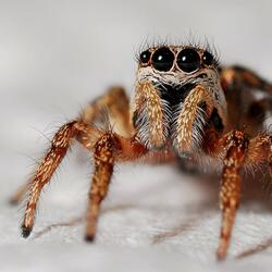 Helping Spider