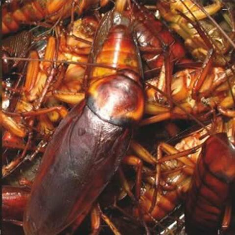 Cockroach
