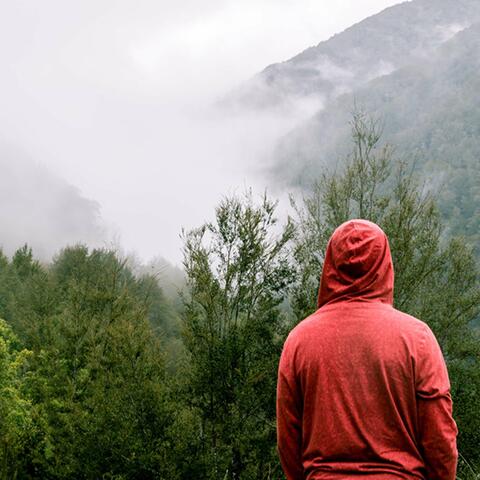 Forest Rain