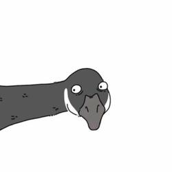 Wild Goose