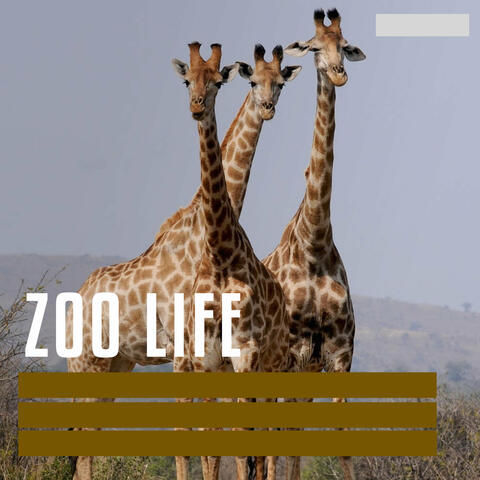 Zoo Life