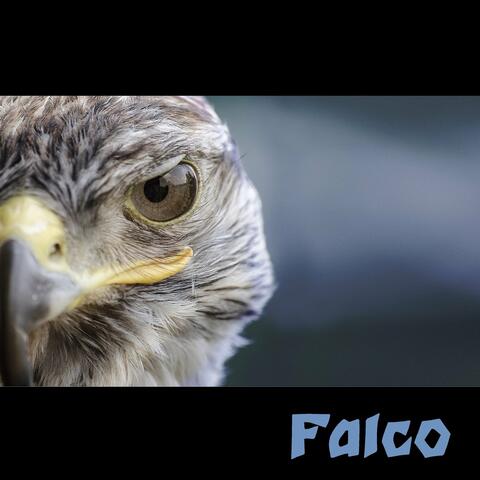 Falco