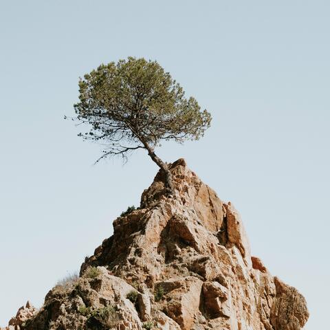 The Oak Tree