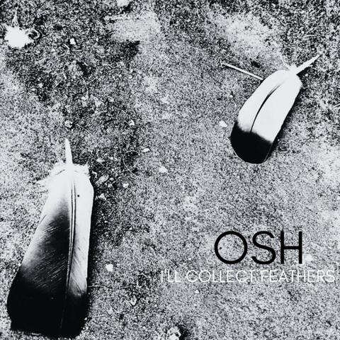 I'll Collect Feathers