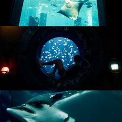 Si no te dieron flores amarillas