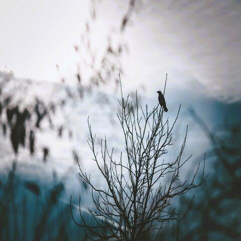 Bleak Black Crow