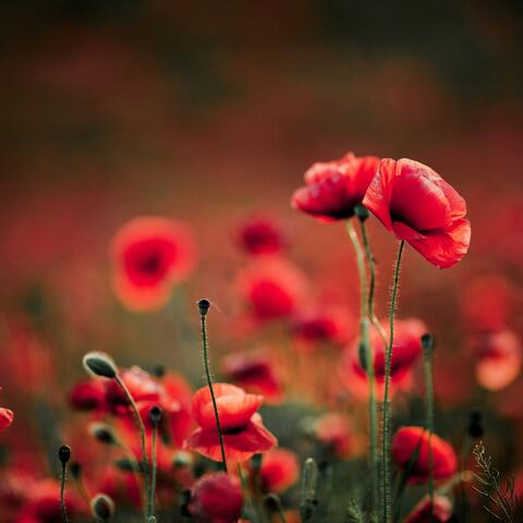 Remembrance Day