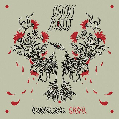 Dimorfismos S.N.D.H.