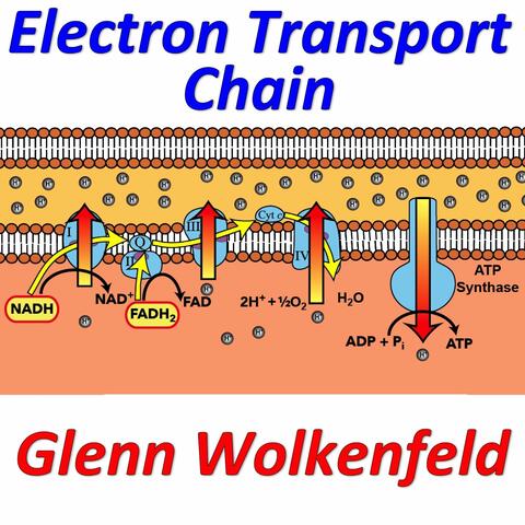 Electron Transport Chain