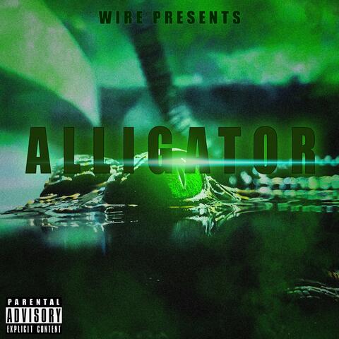 Alligator