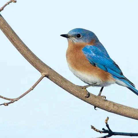 Bluebird