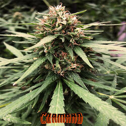 Gamma