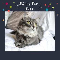Kitty the Cute