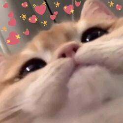 Luha