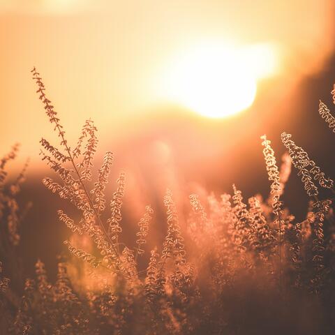 Peaceful Morning