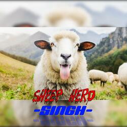 Sheep Herd