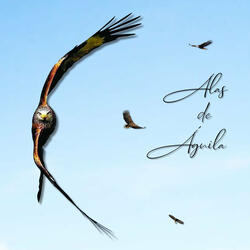 Alas De Águila