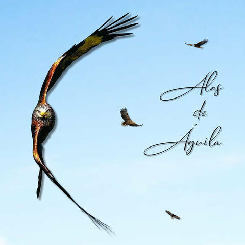 Alas De Águila