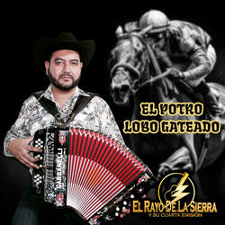 El Potro Lobo Gateado