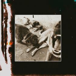 Old Wound // Fresh Bruise