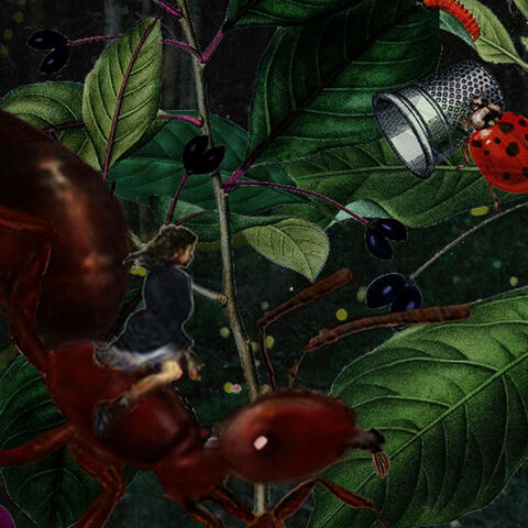 Ida y Vuelta a la Tierra de los Insectos