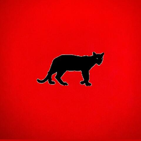 Cool Cat