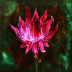 Lotus (Go)