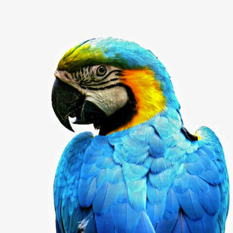 Alwin