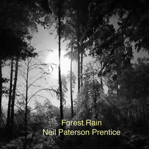 Forest Rain