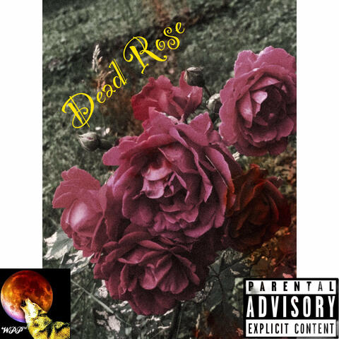 Dead Rose