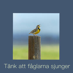 Tänk att fåglarna sjunger