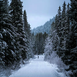 Fading Stars Gently Illuminate Paths, Guiding Wanderers Through Endless Nightfall