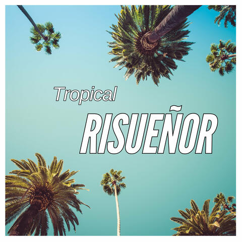 Tropical risueñor