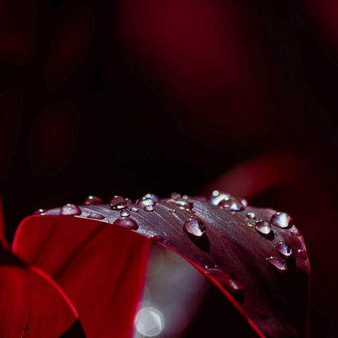 Dancing in the Glow of Love