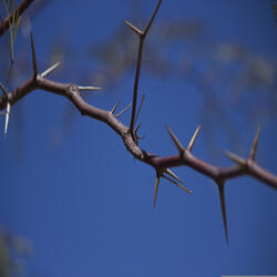 Amor Con Espinas NO. 2