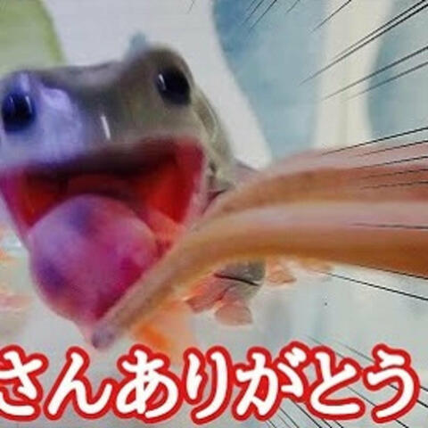 绿 色 和 潮 湿 的 道 路 ☀ ️ : Frog Time ‼ ️ 背 中 ど う し た の ! さ ん あ り が と う ( ベ ー タ 版 ~)