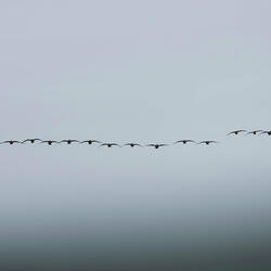 Elite Sama_ Bloom in Firelight