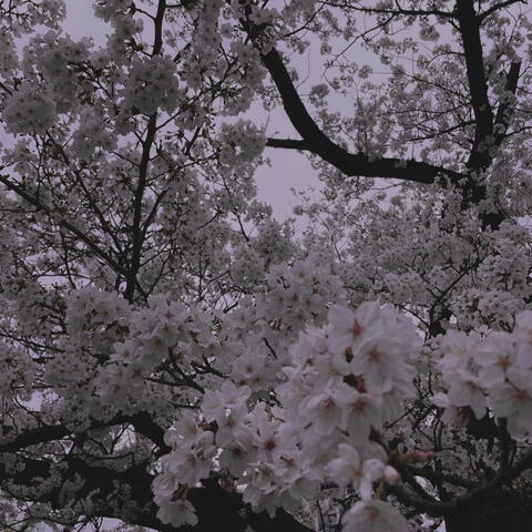 A L W a Y S