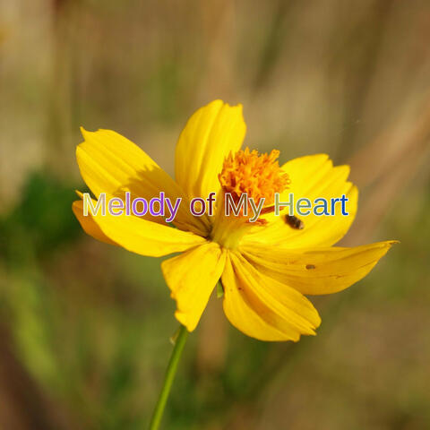 Melody of My Heart