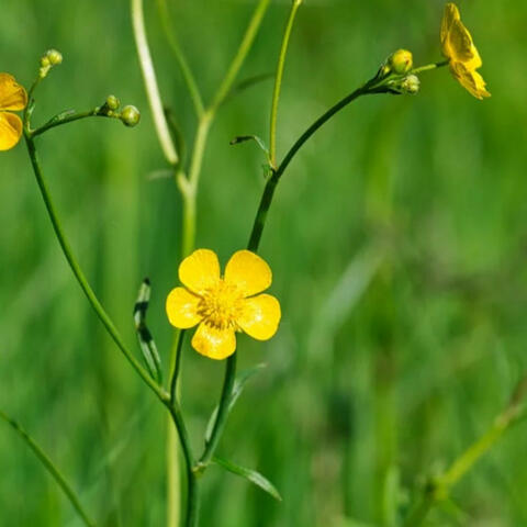 Chin up Buttercup (There Talkin Crazy)