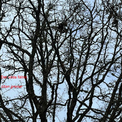 Utan grenar som gömmer framtiden