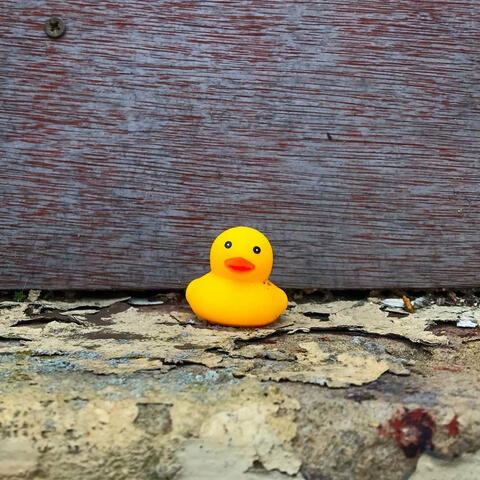 Seabird